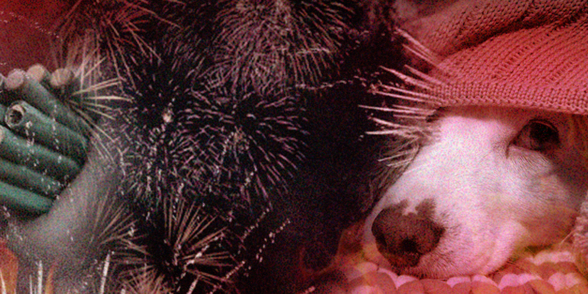 Fin de año y pirotecnia: ¿cómo cuidar a las mascotas?