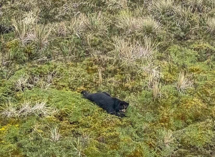 El oso Tupak fue liberado en un área protegida