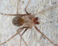 Fotografía cedida hoy por Huber Bernhard del Museum Koenig que muestra un ejemplar de la nueva especie de araña del género Metagonia lagrimas, descubierta en Galápagos (Ecuador).
