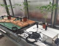 Según un estudio, la frecuencia en la que las plantas emiten sonidos al estresarse es imperceptible para los humanos.