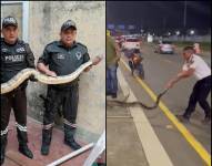 Múltiples boas constrictoras fueron encontradas en Guayaquil este lunes 7 de agosto