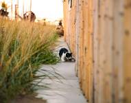 Gato de color blanco y negro cazando un roedor pequeño