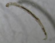 Fotografía del Instituto Nacional de Biodiversidad (INABIO) de Ecuador que muestra una larva de mosquito.