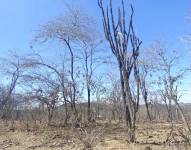Cambio climático en parroquias de Zapotillo es evidente por falta de agua.
