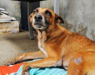 Envenenar animales es una acción que se castiga, tanto por las ordenanzas municipales, como por las leyes ecuatorianas. Referencial