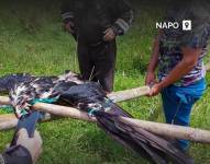 Imagen proporcionada por la Fiscalía sobre el delito contra la fauna silvestre en Napo.
