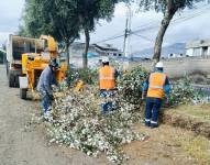Los obreros de Epmmop cortan un árbol en Quito.