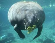 La manatí Bellissima mientras se alimenta en la sede del zoológico de Tampa, Florida (EE.UU.).
