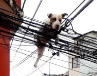La mascota quedó colgada en los alambres.