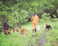 En Manabí, un refugio animal que alberga a más de 800 perros y varios animales silvestres será reconocido como el Bosque Protector del Perro Feliz..