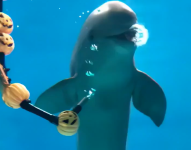 Delfín jugando con burbujas de aire.