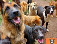 El centro alberga a más de 700 animales.