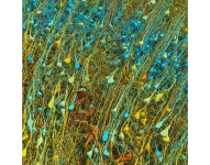 Representaciones de D. Berger en la Universidad de Harvard.