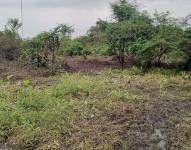 El parque Samanes es considerado como área protegida, al tener un ecosistema sensible. Foto: Archivo/Referencial