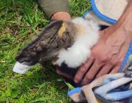 Cóndor rescatado en Cuenca.