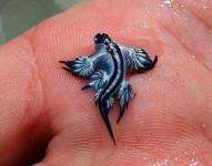 El 'dragón azul' tiene un cuerpo de forma alargada, con el vientre marcado por una serie de líneas horizontales azules y grises plateado y una banda central más clara, y el dorso gris.