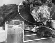 Fotografía de Maní Esperanza, la perrita que falleció tras ser quemada viva en Quito.