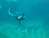 Un león marino hizo un show de ballet.