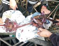 La veda del cangrejo rige en todo el país y prohíbe la recolección, captura, transporte, posesión, procesamiento y comercialización del crustáceo.