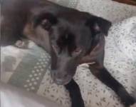 Imagen de Negrita, perrita víctima de presunto abuso sexual
