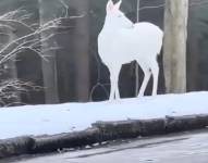 Ciervo albino en Carolina del Norte