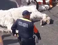 Un caballo se desploma de cansancio.