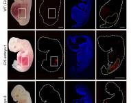 Células renales humanizadas (fluorescencia roja) dentro del embrión en comparación con un embrión enteramente porcino.