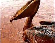 El impacto invisible del derrame en el Golfo de México