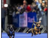 La carrea de perritos salchichas más grande del mundo