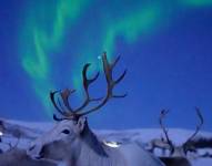 Fotografía de renos descansando bajo auroras boreales