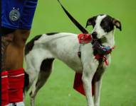 Futbolista del Bahia de Brasil con un perrito que busca un hogar