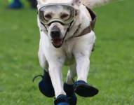 Fotografía del 29 de septiembre de 2017, de la perra rescatista Frida, en Ciudad de México.