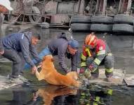 El Equipo de Televistazo en la Comunidad que cubría el siniestro se unió al personal del Cuerpo de Bomberos para rescatar al animal.