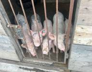 Foto de los animales enjaulados.