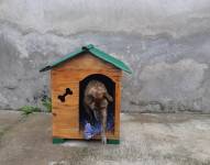 El perro comunitario Manchas al interior de su casa en el barrio Valle del Edén, norte de Quito.