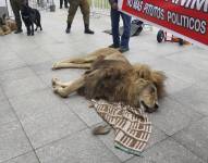 El cuerpo del león Zeus, de 14 años, yace afuera del palacio presidencial de La Moneda adonde fue colocado por el propietario del zoológico donde vivía en Santiago, Chile.