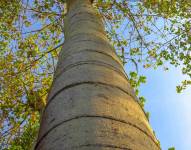 La expansión agrícola amenaza a los pijíos, los árboles más altos del bosque seco tropical ecuatoriano