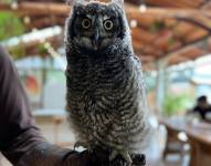 Imagen referencial de un ave rescatada.