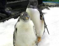 Sphen, el pingüino que saltó a la fama en 2018 después de que él y su pareja del mismo sexo Magic se convirtieran en padres de una cría que ellos mismos incubaron, murió a la edad de once años.
