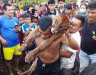 En dos viviendas de Huamboya se hallaron el cráneo y la piel del animal.