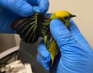 Las aves son evaluadas por veterinarios especializados para garantizar su recuperación y cuidados.
