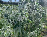 Cultivos de alfalfas congelados en noviembre de 2020.