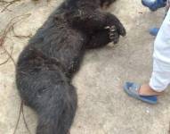 Oso andino presuntamente víctima de cacería ilegal.