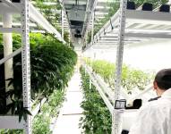 Fotografía referencial de un cultivo de cannabis en Estados Unidos.