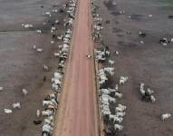 Fotografía de archivo del 5 de agosto de 2023 de decenas de cabezas de ganado en un campo en la Amazonia en (Brasil). EFE/ Antonio Lacerda /ARCHIVO