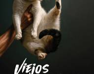 Rebeca, la gata coprotagonista de esta película.