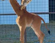 La jirafa sin manchas encontrada en el zoológico de Bright en Tennessee.