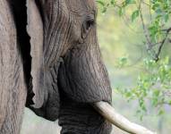 Foto referencial de elefante macho