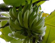 Cultivo de plátano verde en Ecuador.