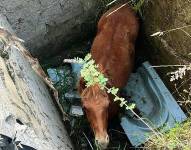 La imagen del caballo que cayó en el hueco.